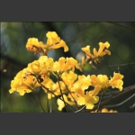 春来花开