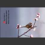 三道眉草鹀