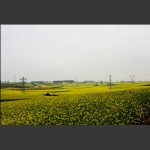 罗平油菜花之２