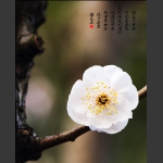 梅花小品