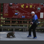 猴趣