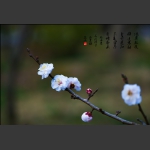 梅花