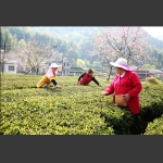 采茶