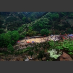 黄花溪杜鹃花基地
