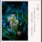 兰花