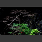 岩崖初春