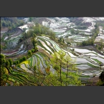 梯田春早