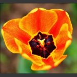 郁金花1