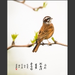枝头探春