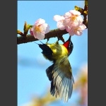 花 鸟 图