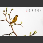金翅雀