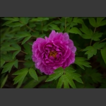 洛阳牡丹花组照10