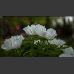 洛阳牡丹花组照11