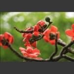 家园木棉花