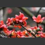 家园木棉花