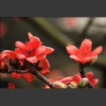 家园木棉花