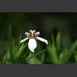 家园小花