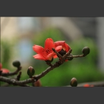 家园木棉花