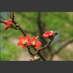 家园木棉花