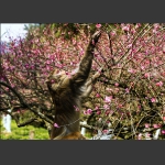 摘花