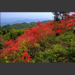 血染罗峰山3