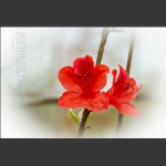 杜鹃花