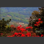 血染罗峰山1