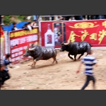 斗牛 7