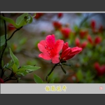 杜鹃花开