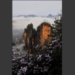 杜鹃花开峰林俏