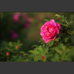 蔷薇花
