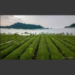 茶园