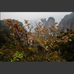 黄石寨上山大王-3