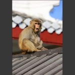 慵懒