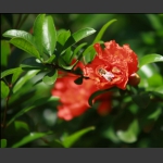 石榴花开引蜂來