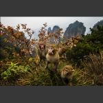 黄石寨上猴家族-2