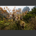 黄石寨上猴家族-4