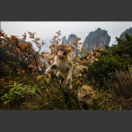 黄石寨上猴家族-3