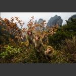黄石寨上猴家族-1