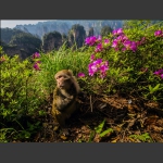 花与猴-1
