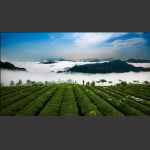 茶园