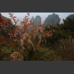 三猴