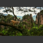 黄石寨上的猴哥-10