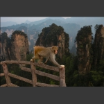 黄石寨上的猴哥-3