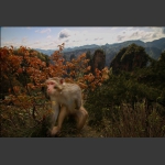 黄石寨上的猴哥-7