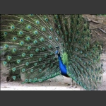 春心摇荡