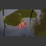 水映荷花
