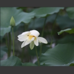 蜜蜂采蜜