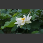清水出芙蓉