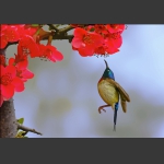 花粉嘴